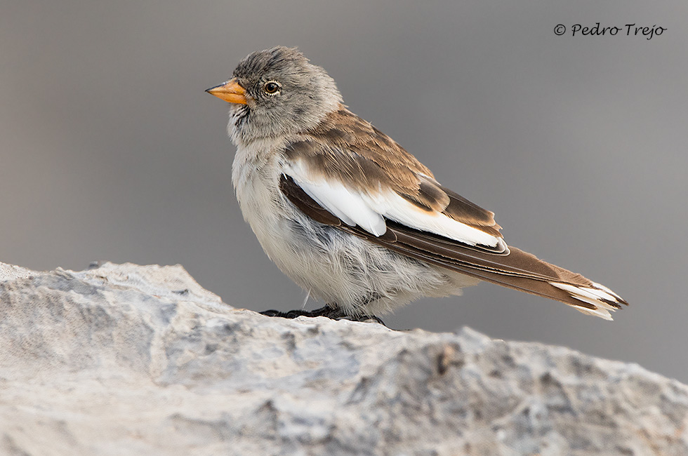 Gorrion alpino (Montifringilla nivalis)